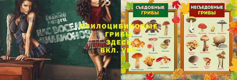 shop как зайти  Кириллов  кракен ТОР  Галлюциногенные грибы GOLDEN TEACHER  где можно купить наркотик 